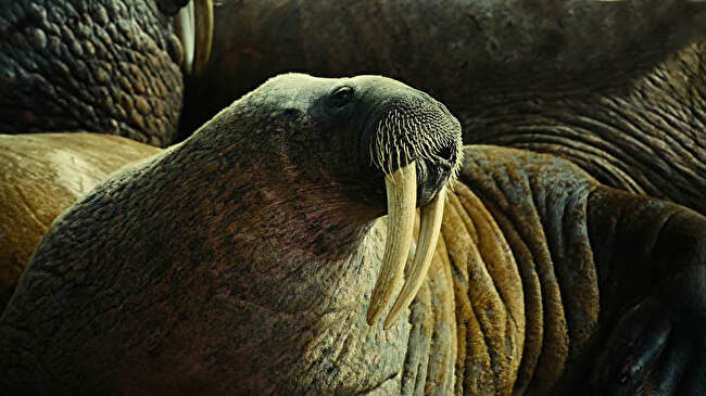 Walrus background 2