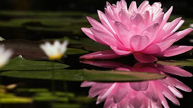 Water Lily background 1