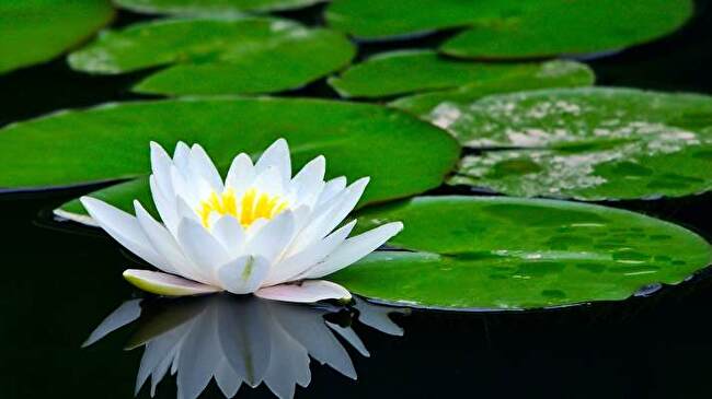 Water Lily background 2