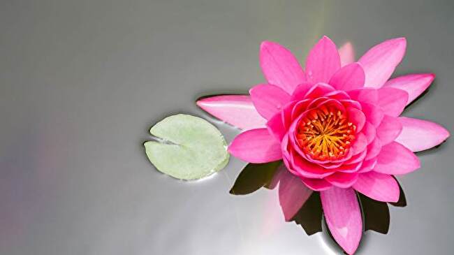 Water Lily background 3