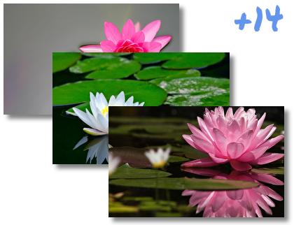 Water Lily theme pack