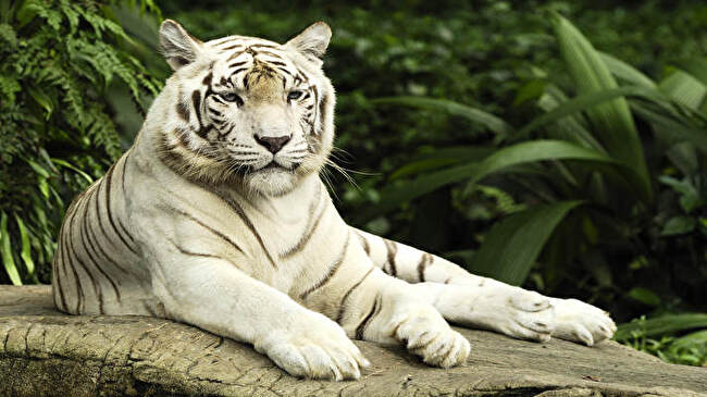 White Tiger background 1