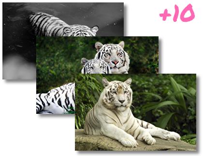 White Tiger theme pack
