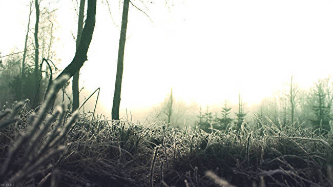 Winter Wood background 3