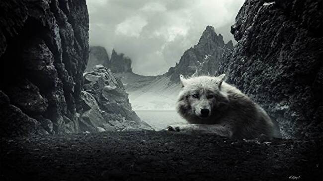 Wolf background 1