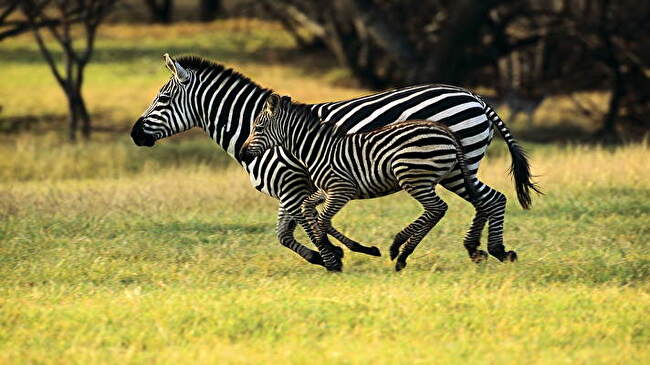 Zebra background 1