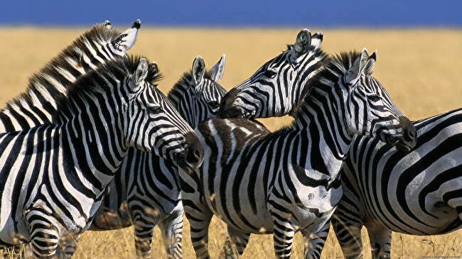 Zebra background 2