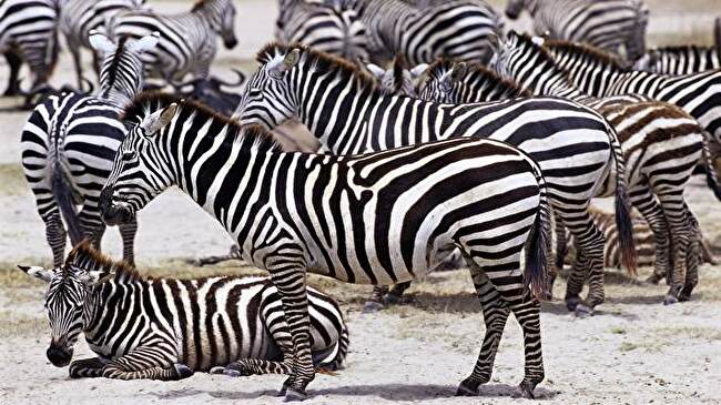 Zebra background 3
